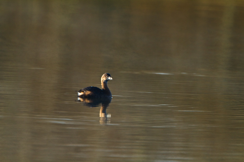 Pied-Billed Grebe